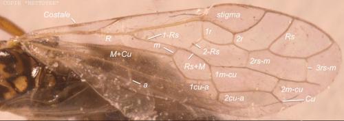 Xyela sp.